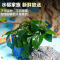 新手懒人鱼缸水草种子活体淡水植物造景大榕迷你小水榕沉木杜鹃根 小巴榕1箩一份 - (同款拍3发4)