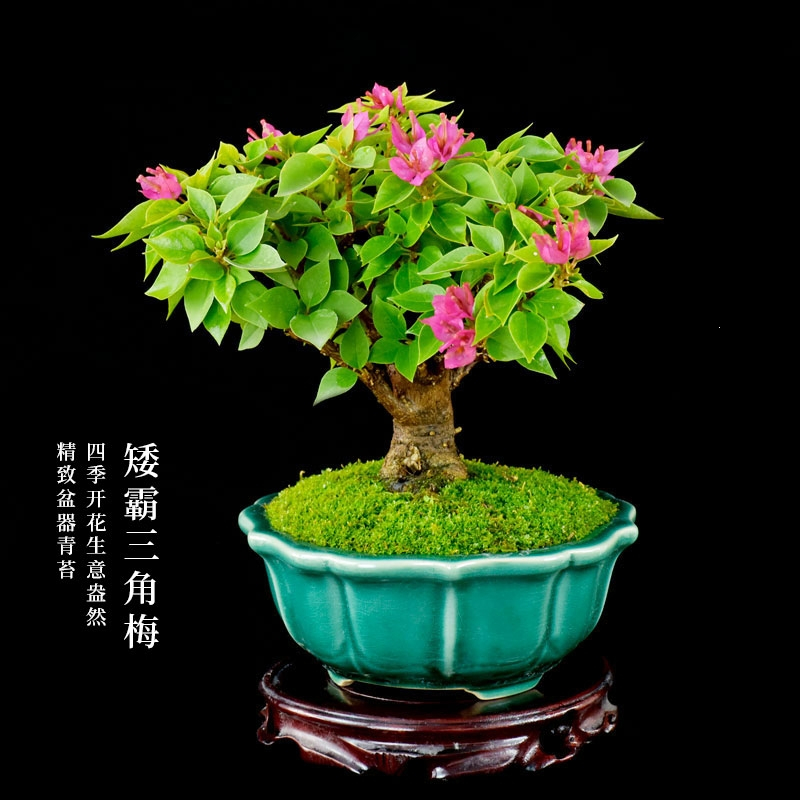 花知趣老桩矮霸三角梅盆景四季开花造型盆栽客厅阳台办公桌长青趣味绿植报价 参数 图片 视频 怎么样 问答 苏宁易购