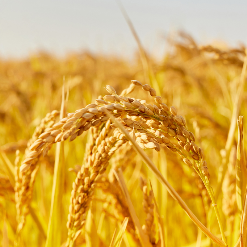 米妹妹五常大米福禄稻1kg高清大图