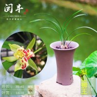 名贵建兰兰花苗梨山狮王四季兰奇浓香型室内客厅盆栽花卉绿植1棵6苗连体，不带花裸根不带土
