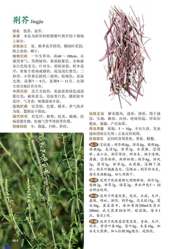 [醉染正版]图解 中草药大全 家庭中草药图典 中草药彩色图鉴 中医养保健书籍 野外识别原植物鉴别图册 常见中草药检索工高清大图