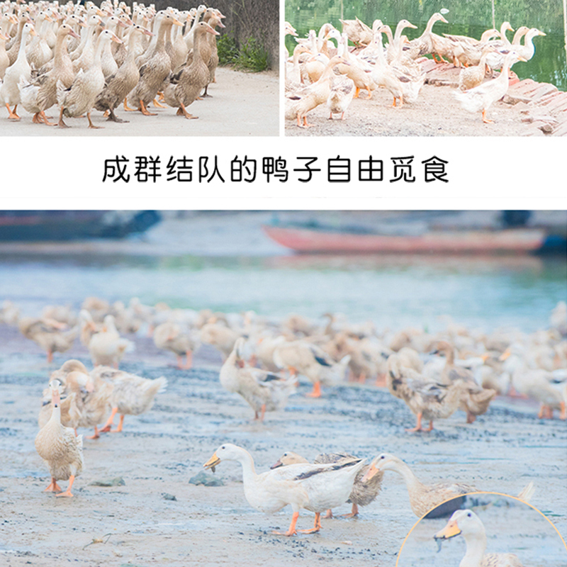 [江苏扶贫][财政集采][沭阳] 苏合汤涧青皮咸鸭蛋 30枚