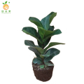 廷豪果 琴叶榕 60cm /盆