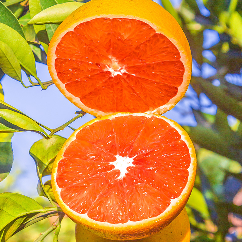 湖北秭归精品中华红橙严选甜橙爆汁当季红心橙子稀有水果中大果畅享应季水果现摘现发中华红橙 12枚礼品盒 75-85mm