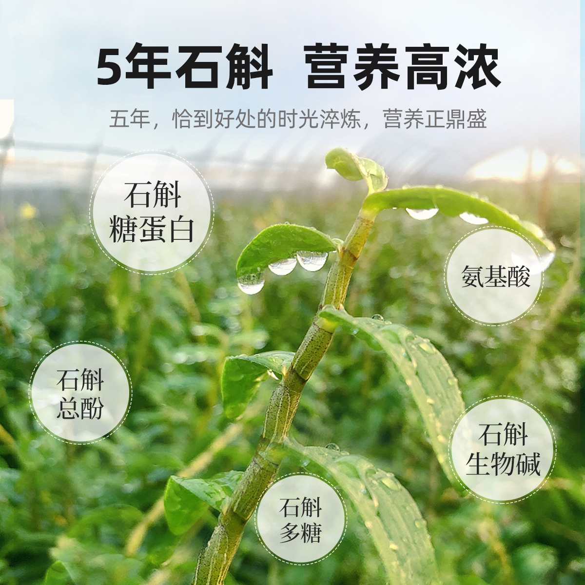 100g礼盒装 霍山石斛 年货送礼铁皮石斛五年生铁皮石斛过节礼品 枫斗官方旗舰店高清大图