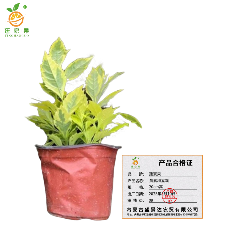 廷豪果 黄素梅盆栽 20cm高 /棵高清大图