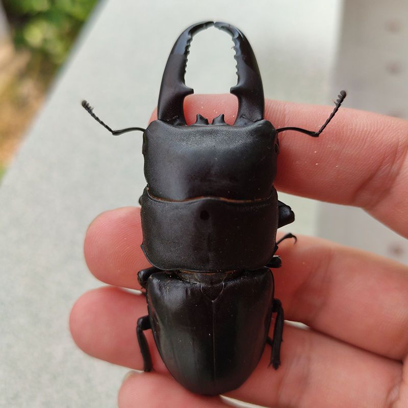 中华大扁锹成虫斗虫昆虫活体宠物甲虫中扁独角仙锹甲锹形虫新手简易