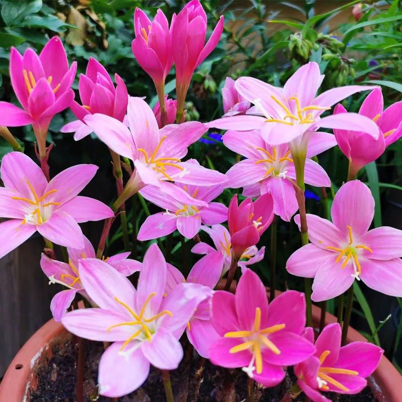 风雨兰种苗盆栽绿植葱兰石蒜吊兰花花卉球根四季室内花坛庭院植物 5颗装[套餐推荐]含盆+土+生根粉