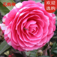 回固茶花品种一树多色五色赤丹茶花十八学士茶花盆栽名贵大红抖音 紫色光辉5年苗 不含盆
