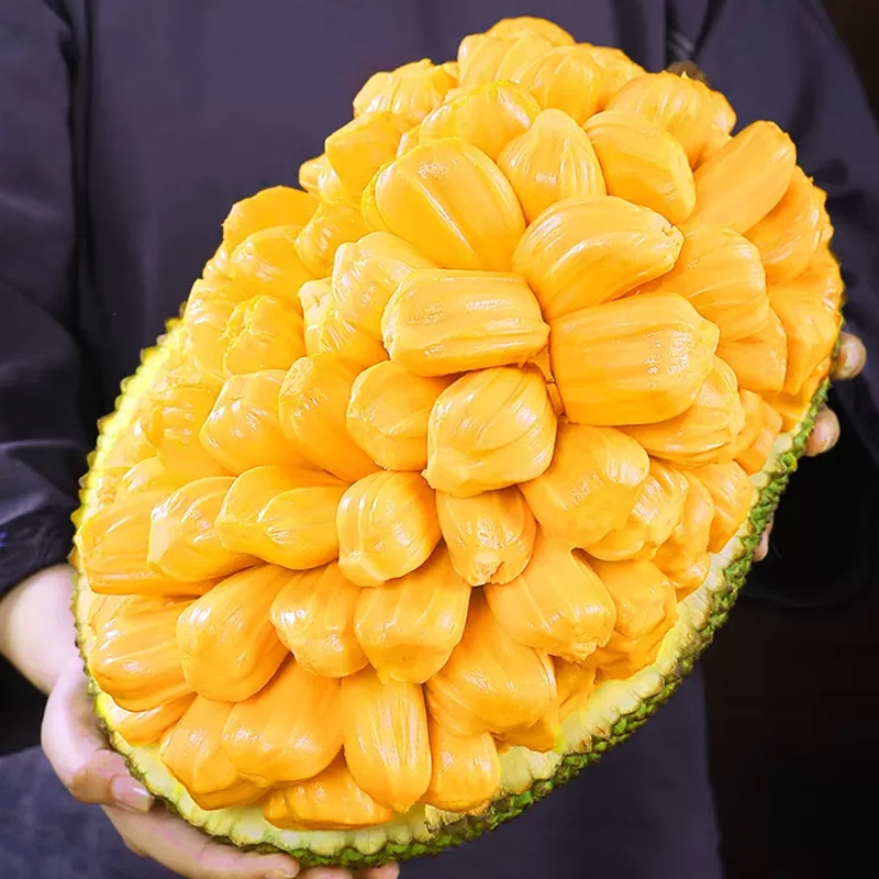[西沛生鲜]海南红肉菠萝蜜 新鲜水果 香甜可口 1个 净重16-18斤装 西沛水果