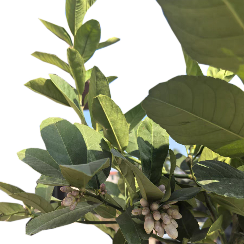 海铁科技芒果树1.5-2.5米高/棵高清大图