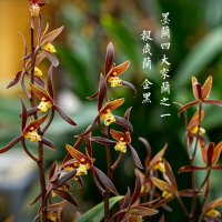 兰花苗墨兰报岁兰企黑白墨金边兰花金华山日向年宵花卉绿植盆栽