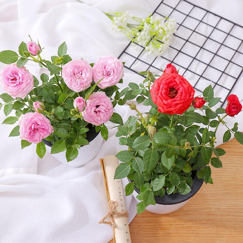 北园湖阳台钻石迷你玫瑰花苗懒人盆栽带花苞四季开花不断好养花卉植物