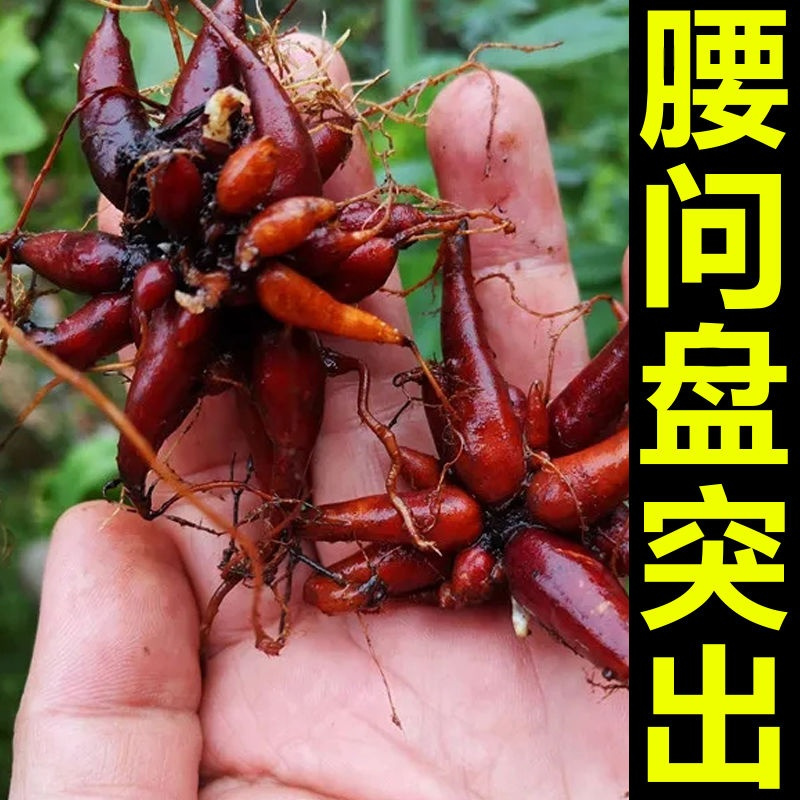 */[基础]1袋*不推荐 腰问间盘突出膏贴腰椎间盘突出腰肌劳损坐骨神经腿麻腿疼屁股疼