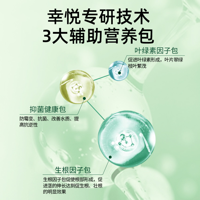 [补贴10%]富贵竹专用营养液治叶子发黄转运竹节节高文昌竹水竹水培植物生根高清大图