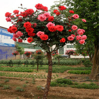 年开花庭院盆栽地栽绿植花卉高杆树形树状大花双色月季花苗玫瑰花苗树状月季花苗苗