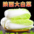 【西沛生鲜】新鲜大白菜 净重4.5斤 当季时令新鲜大白菜农家自种蔬菜白菜整颗白菜产地直发