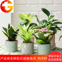 虎皮兰花大金边盆栽净化空气室内长寿花卉办公桌琴叶榕树绿植物