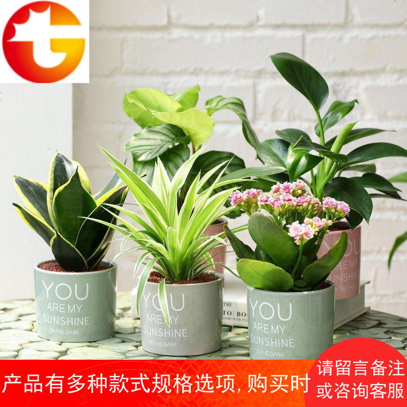 虎皮兰花大金边盆栽净化空气室内长寿花卉办公桌琴叶榕树绿植物