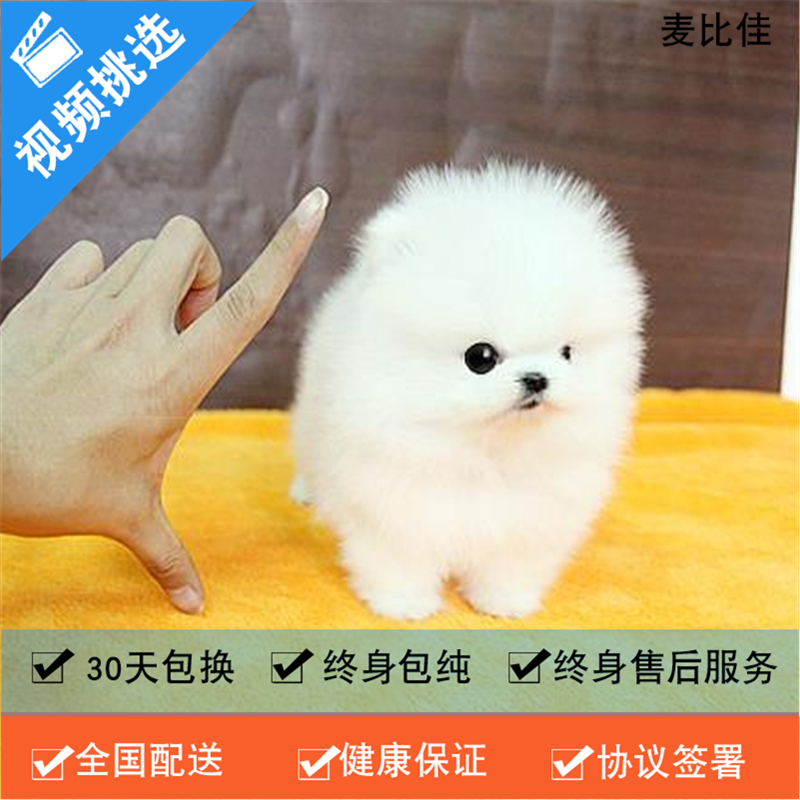 纯种哈多利系球体博美犬活体动物 茶杯博美犬 日系俊杰双血统长不大的茶杯狗白色博美犬 赛级博美犬活体狗狗纯种博美犬终身包纯