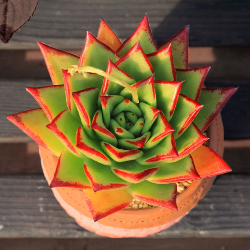 多肉植物荷花稀有花卉绿植桃蛋法师红宝石吸财树桌面盆栽好养植物