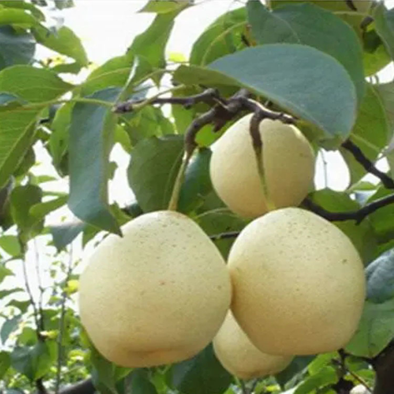 艾提尕水晶梨500克/份高清大图