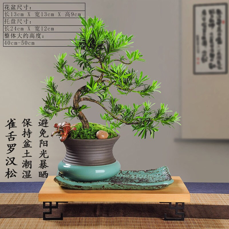 古达园艺用品古达罗汉松大树罗汉松盆景造型罗汉松罗汉松树桩盆景迎客松四季常青盆栽植物净化空气淡淡雅 罗汉松 长托盘 长方底座 价格图片品牌报价 苏宁易购老蜂匠园艺用品专营店