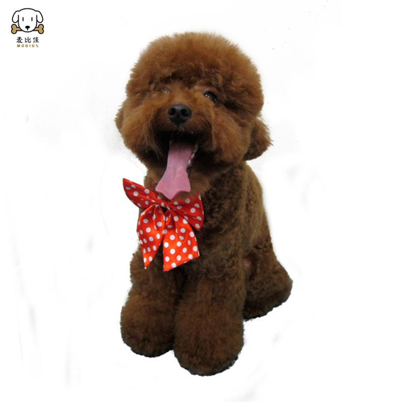 巨型贵宾犬幼犬 狗狗活体巨贵幼犬 纯种血统巨大型泰迪贵宾宠物狗 卷毛贵宾大型泰迪狗 健康保障视频挑选高清大图