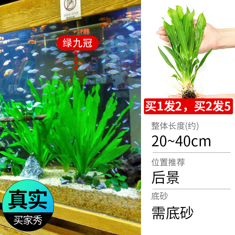 鱼缸造景莫斯沉木水榕无土植物懒人增氧真水草趴地矮珍珠陀草