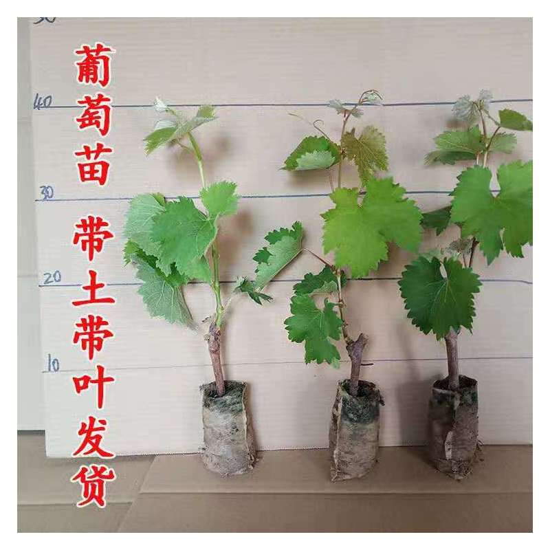 葡萄苗带土带叶新品种葡萄树苗盆栽庭院爬藤南北方种植当年结果