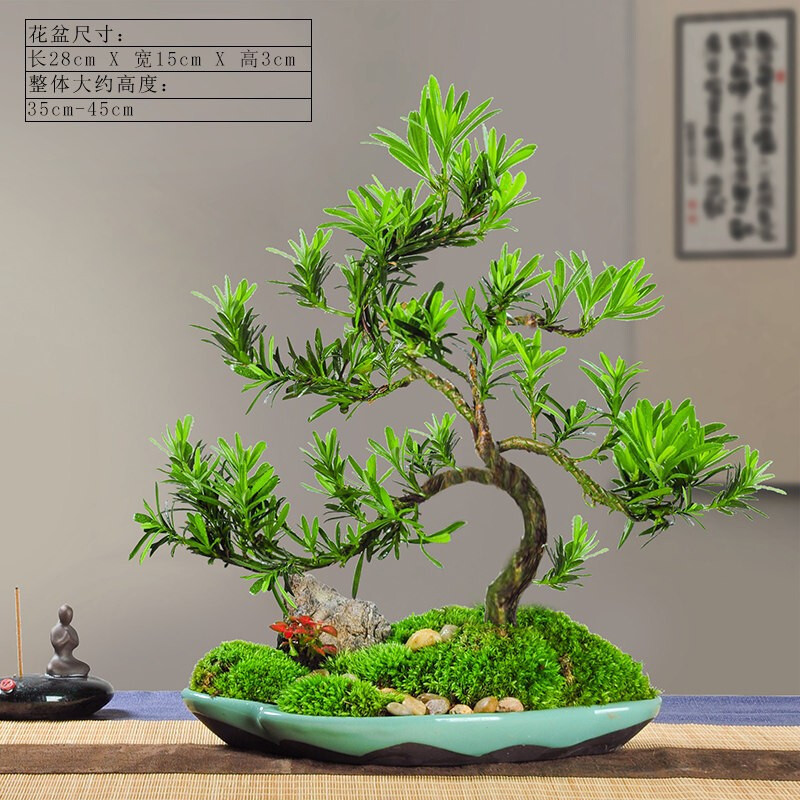 家有罗汉松 一生不受穷 4个小技巧 养出好盆景 越养越值钱 快资讯