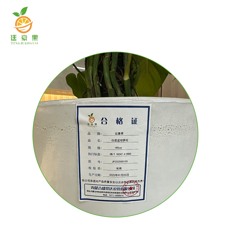 廷豪果 白瓷盆绿萝柱 180cm高清大图