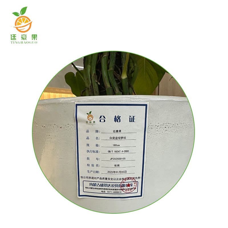 廷豪果 白瓷盆绿萝柱 180cm图片