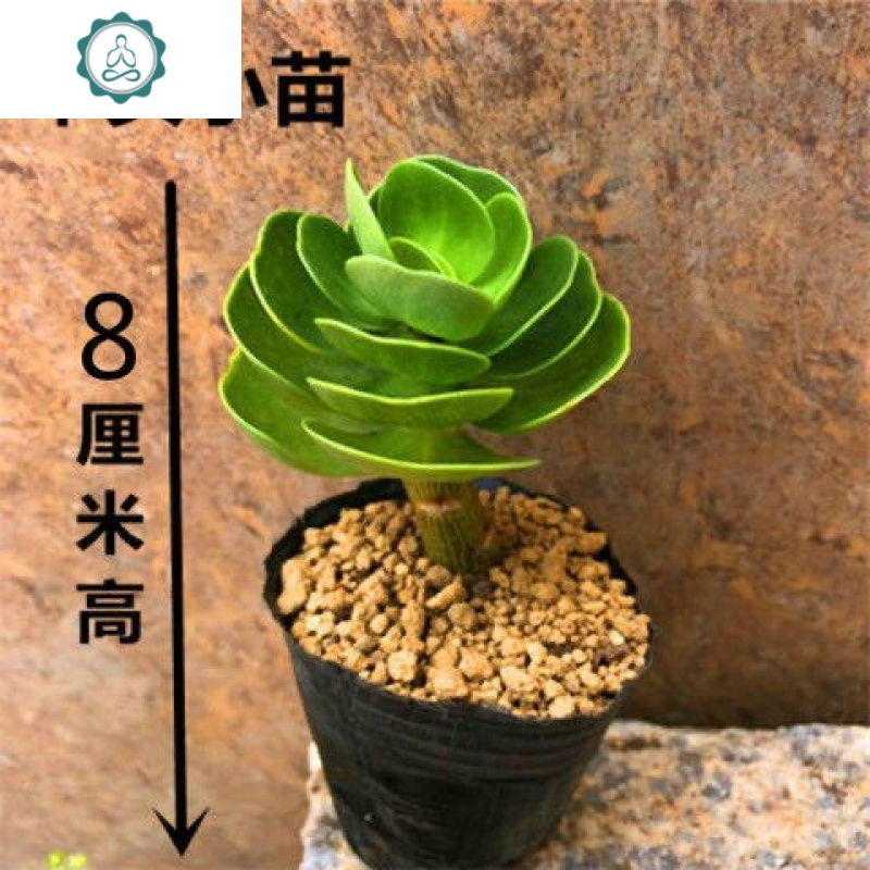 艺呈 Yicheng 园艺用品金钱木老桩新款带锦金钱树多肉超大植物盆栽室内外防辐射绿植花卉艺呈金钱木小苗3颗 存活率低 带盆栽 好 价格图片品牌报价 苏宁易购福文姚家居专营店