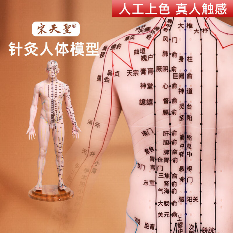 人体模型