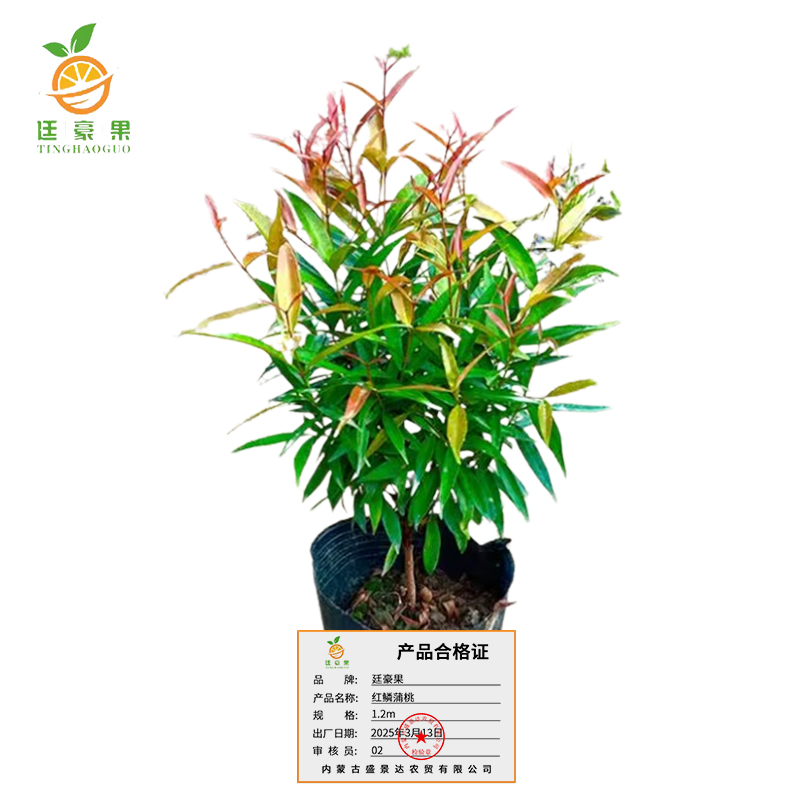 廷豪果 红鳞蒲桃 1.2m /根高清大图