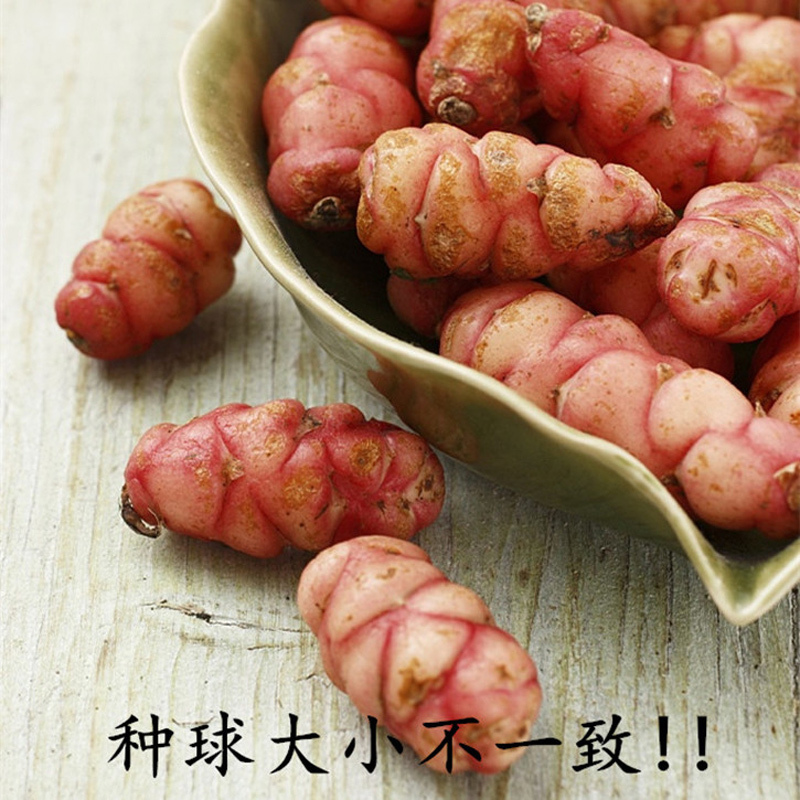 【5颗装】紫叶酢浆草种子种根 红叶幸运草 紫蝴蝶 紫三叶种球种子 叶片紫红
