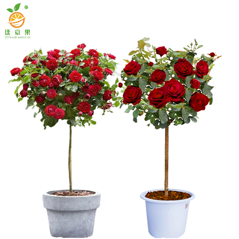 廷豪果 高杆月季 粗5公分 /棵高清大图