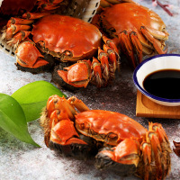 阳澄联合大闸蟹鲜活螃蟹公4.0-3.5两 母3.0-2.5两 8只海鲜水产