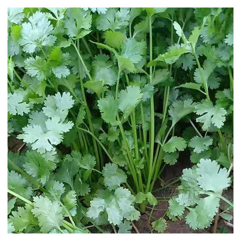 四季香菜大叶小叶芫荽阳台种菜耐寒耐热夏季蔬菜盆栽种籽孑大