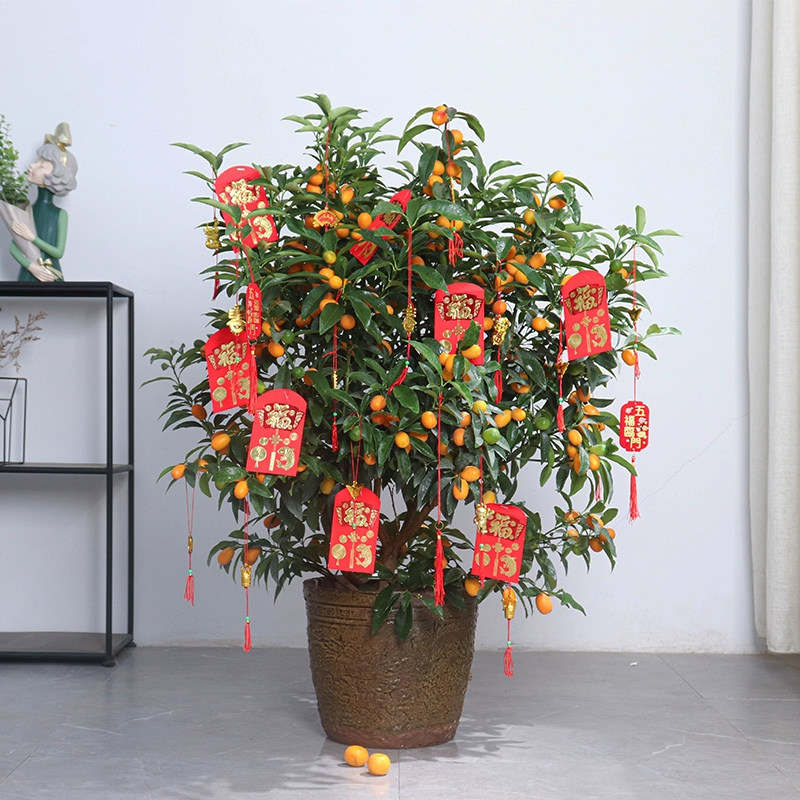 古达年货四季金桔年宵花盆栽新年送礼大型室内外办公室绿植年桔带果