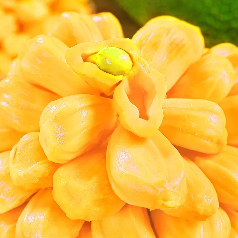 [西沛生鲜]海南红肉菠萝蜜 新鲜水果 香甜可口 1个 净重16-18斤装 西沛水果高清大图