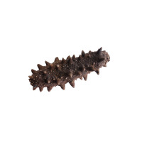 宫品单只淡干小海参家用2.3-2.9cm1只 每满20只赠1只 国产生鲜袋装