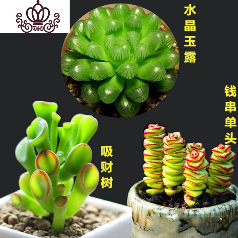 封后韩国进口多肉多肉植物吉娃娃多肉组合盆栽绿植花卉办公室内盆栽水晶玉露 吸财树 钱串 3个彩盆 裸根不带土参数配置 规格 性能 功能 苏宁易购