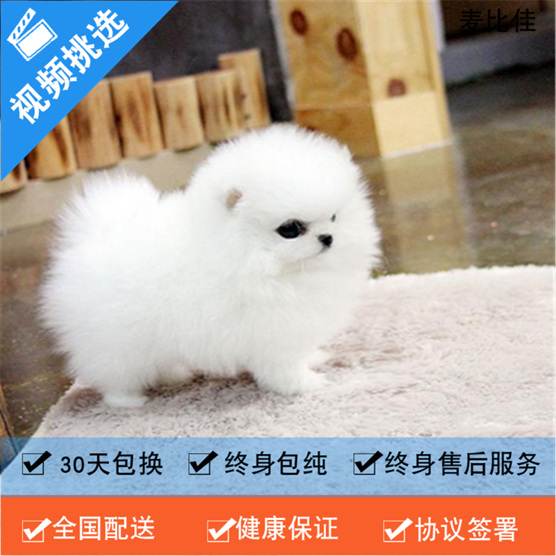 麦比佳 纯种哈多利系球体博美犬活体动物 茶杯博美犬 日系俊杰双血统长不大的茶杯狗白色博美犬 赛级博美犬活体狗狗纯种博美犬高清大图