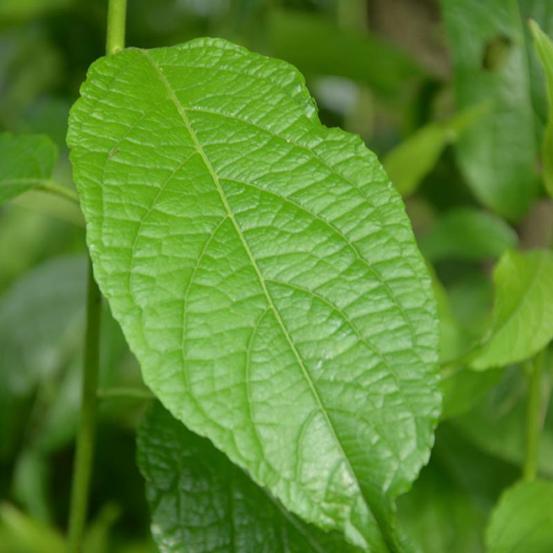 杜仲茶150克杜仲叶张家界特产杜仲业杜中雄花茶杜肿嫩芽