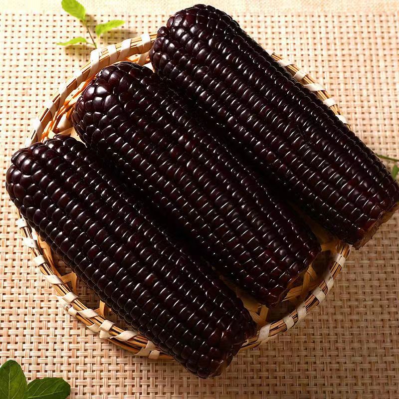 【西沛生鲜】新鲜黑糯玉米 小棒 10根装 单根160-220g 黏玉米甜糯玉米袋装