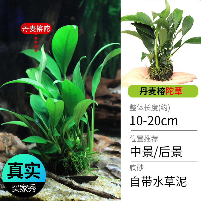 鱼缸造景莫斯沉木水榕无土植物懒人增氧真水草趴地矮珍珠陀草