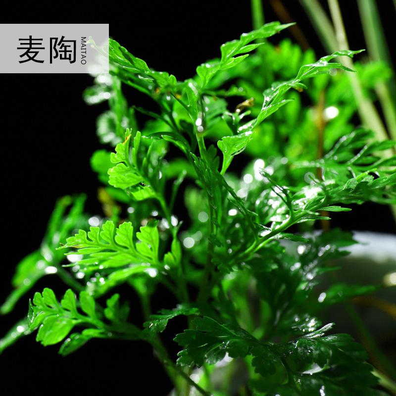 美帮汇创禅意哥窑陶瓷花盆室内家用桌面简约菖蒲袖珍椰子植物装饰品高清大图