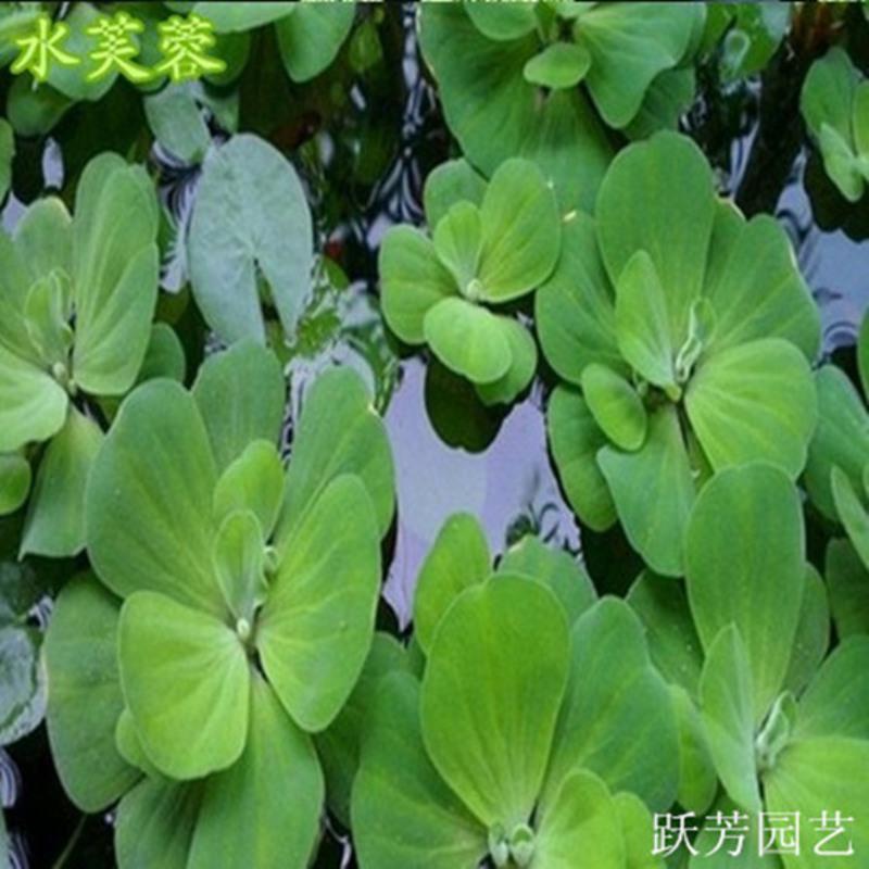 浮萍水草水葫芦水芙蓉一叶莲水培水生植物花卉龟鱼缸景观四季绿植水芙蓉6株不含盆报价 参数 图片 视频 怎么样 问答 苏宁易购